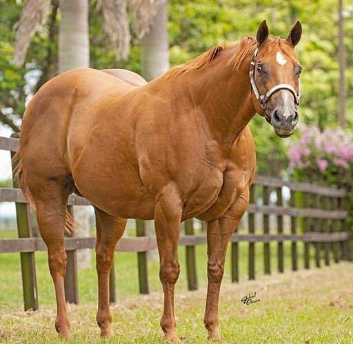 halter-horses-v0-2elm7cljt1z91