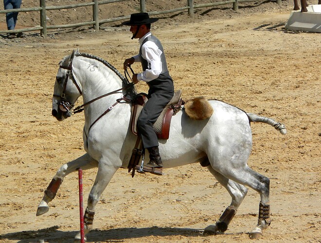 Lusitano_stallion1