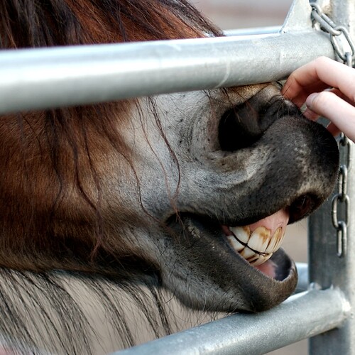Horse_teeth
