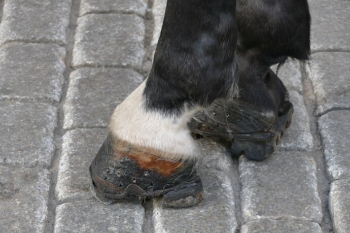 Hooves_with_special_horseshoes_02