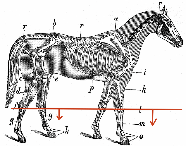 Skeleton_with_outline_of_a_horse