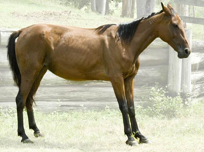 Bronski-chronic-laminitis-March-2009-light-backG-2377168142