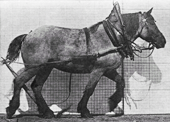 Muybridge_horse_walking_animated